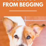 How to Stop Your Dog From Begging
