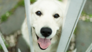 Help Shelter Animals Without Adopting