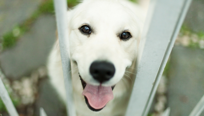 8 Ways You Can Help Shelter Animals Without Adopting - Puppy Leaks