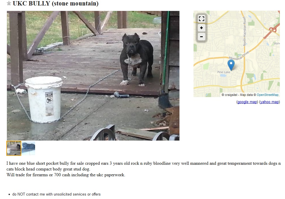 American Bully Stud - pets - craigslist