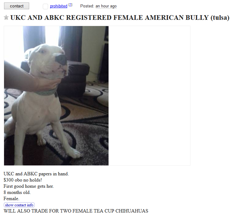 american bully craigslist