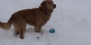 funny videos of confused dogs