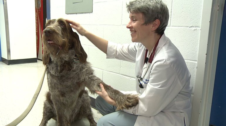 Nytt vaccin testas för hundar med bencancer