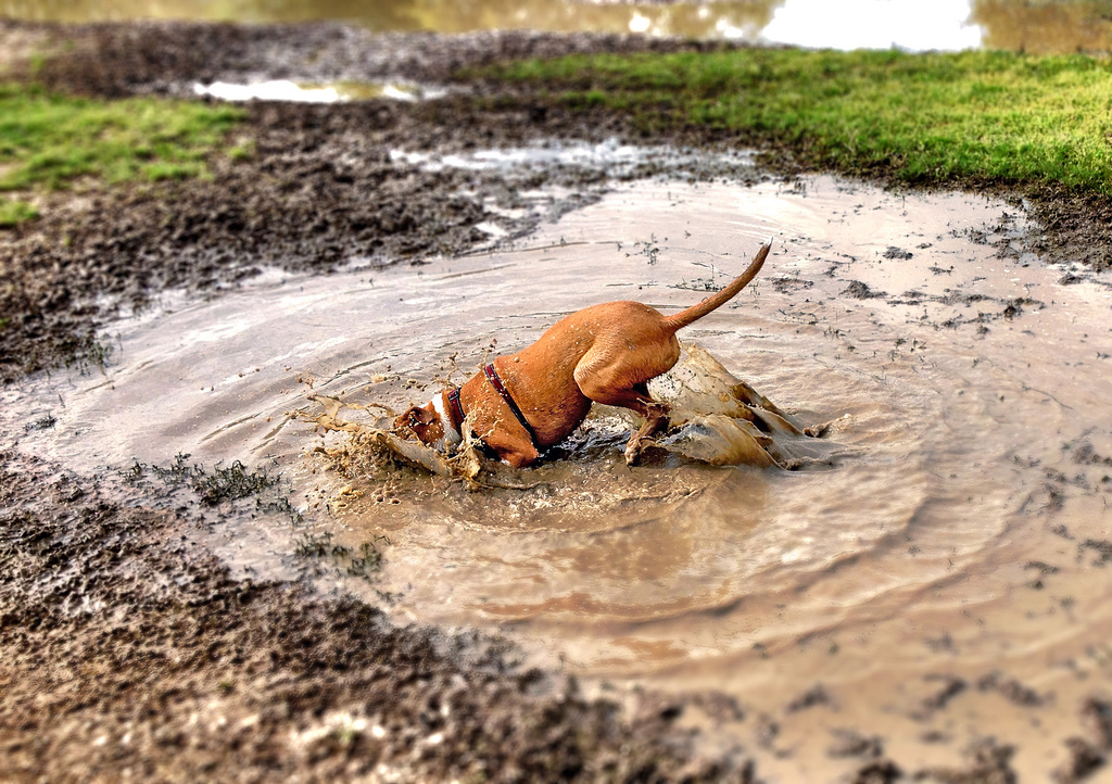 13 Dirty Dogs Puppy Leaks