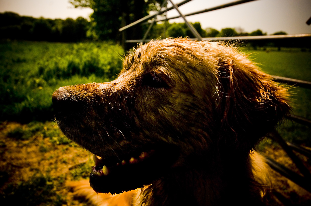 dirty dog