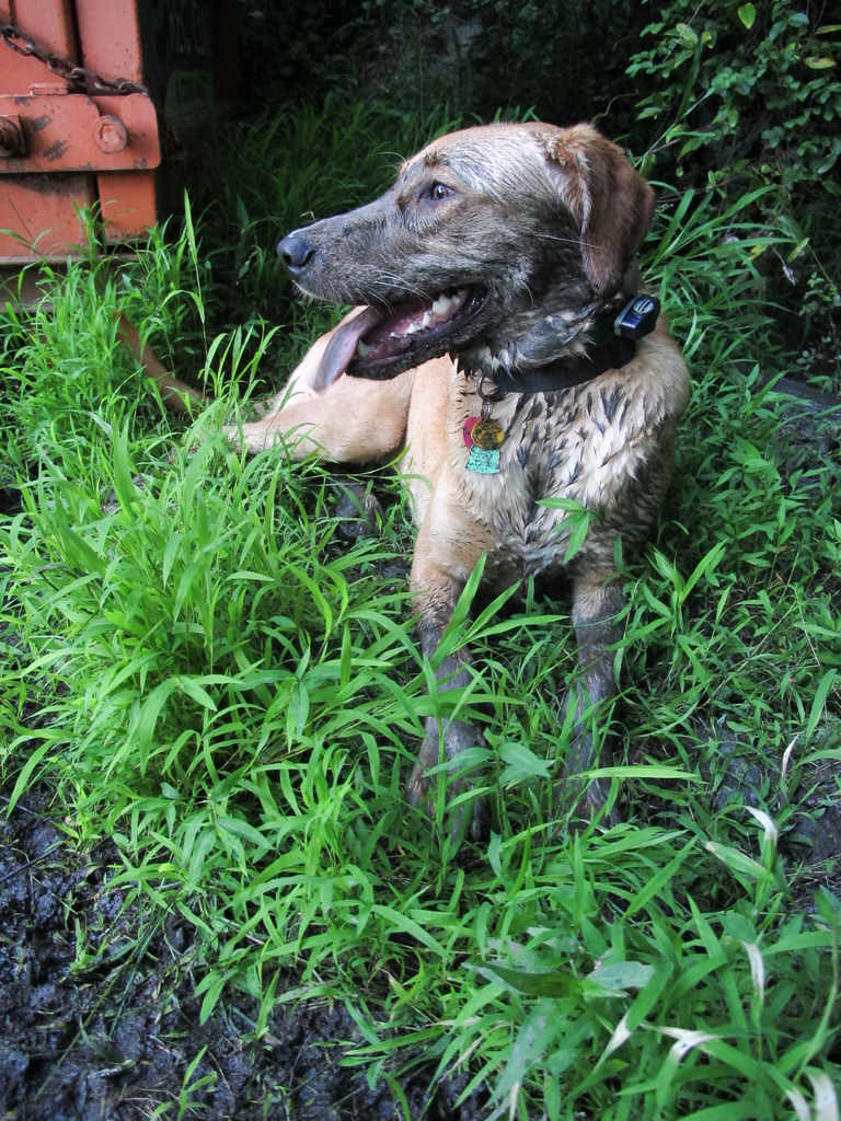 dirty dog
