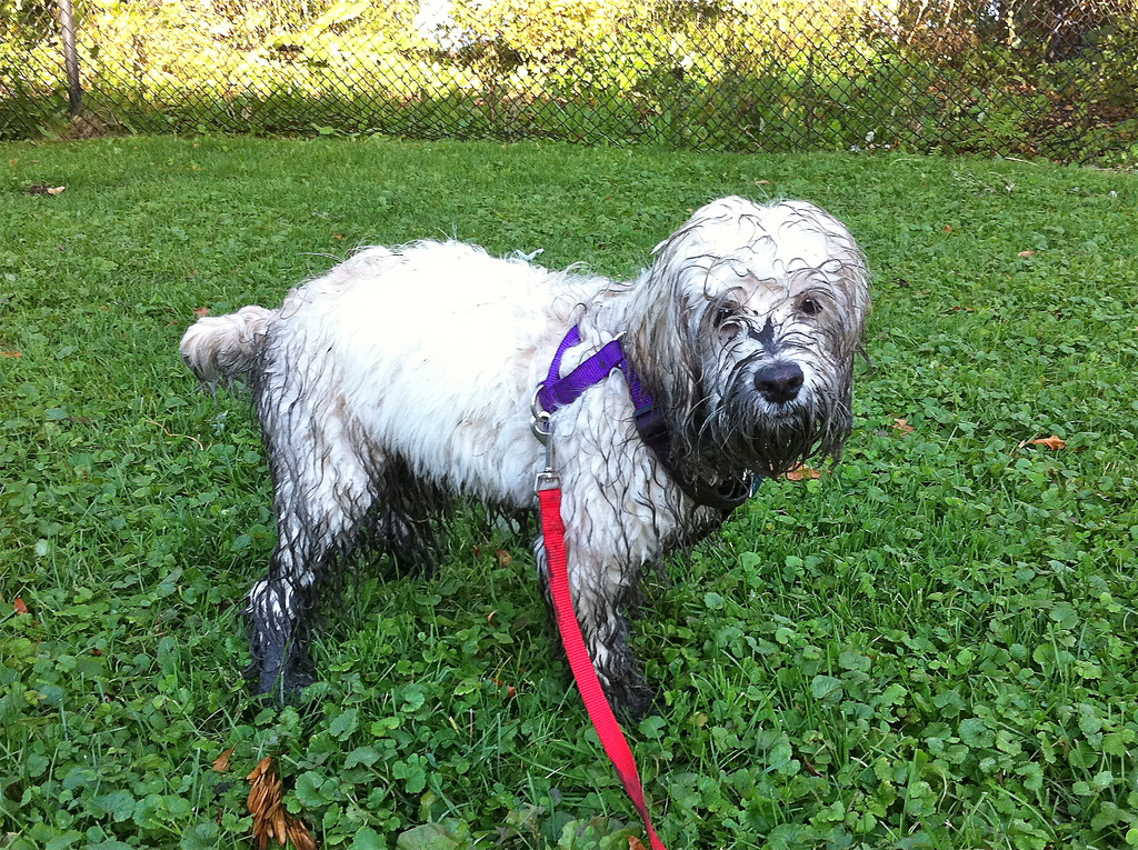 dirty dog