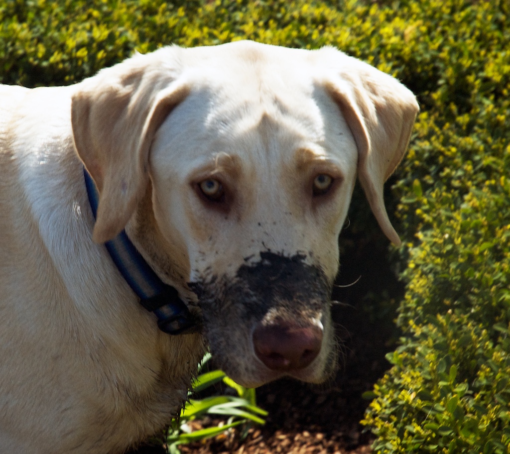 dirty dog