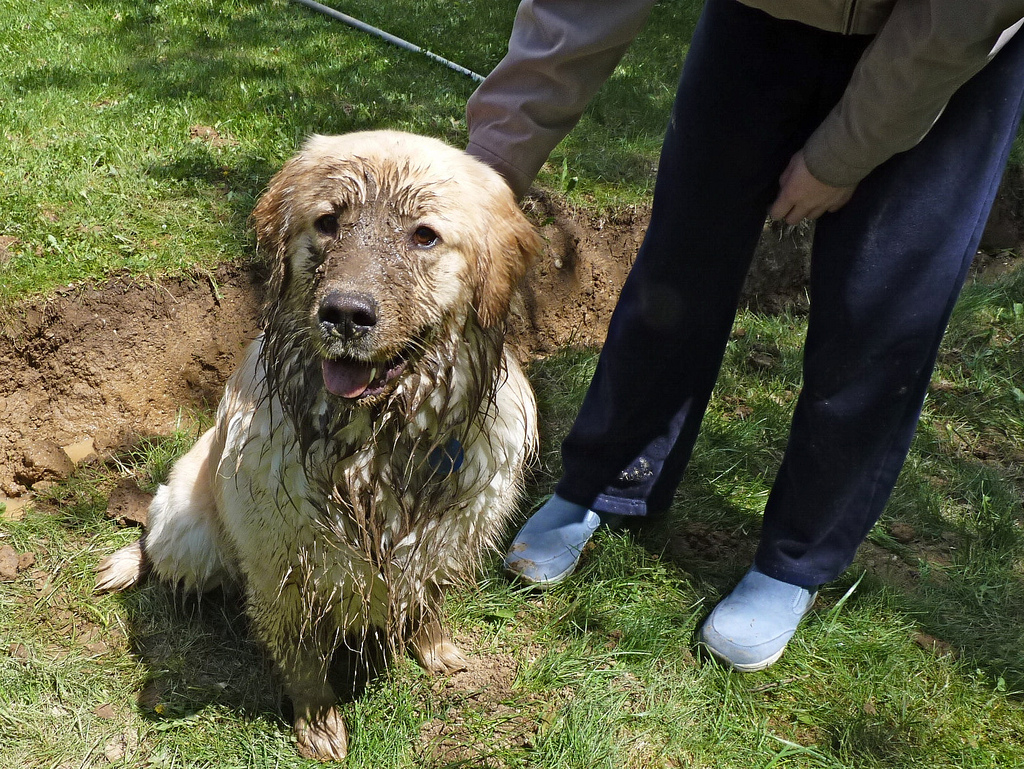 13 Dirty Dogs Puppy Leaks