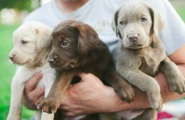 craigslist golden retriever puppy