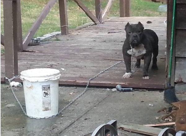 american bully craigslist