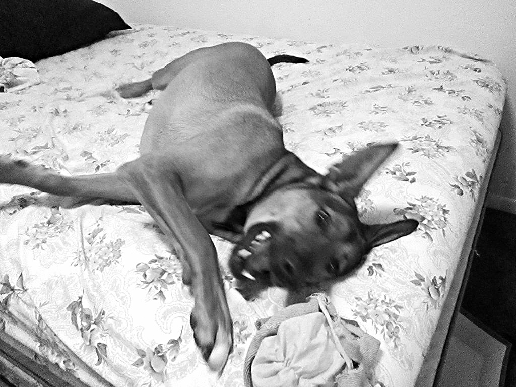 dog play