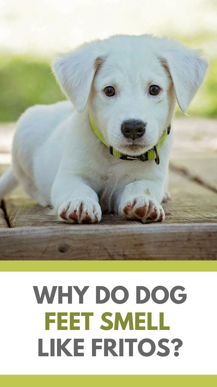 Why Do Dogs Feet Smell LIke Fritos?
