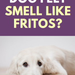 Why do dog feet smell like fritos