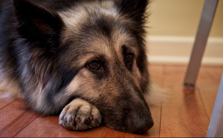 ex police german shepherds