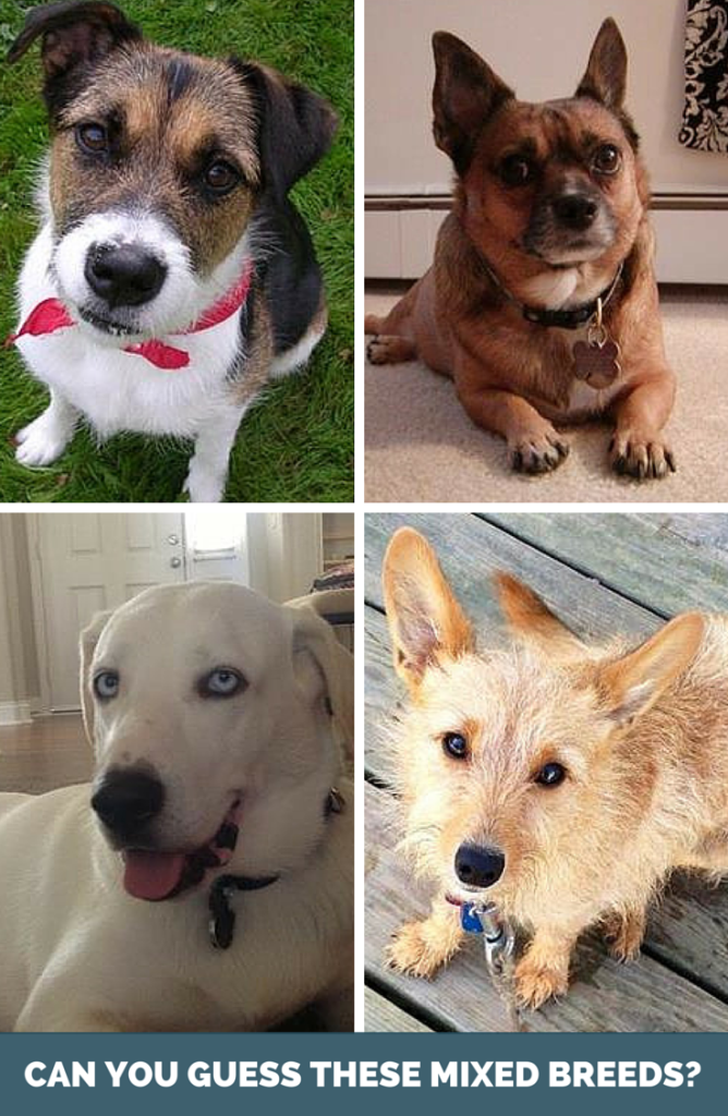 Are you good at guessing dog breeds? Check out these surprising doggie DNA results.