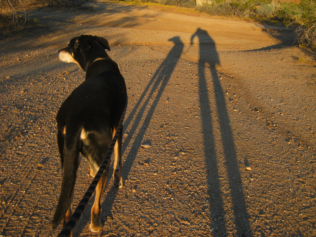 dog in road