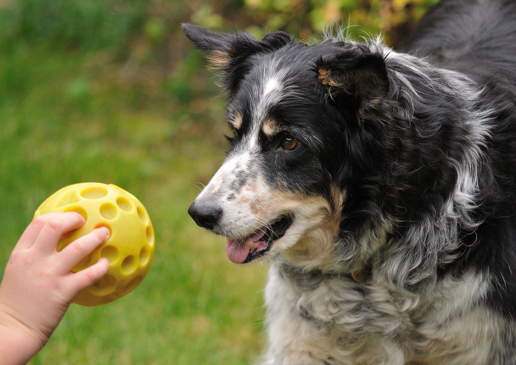 old border collie