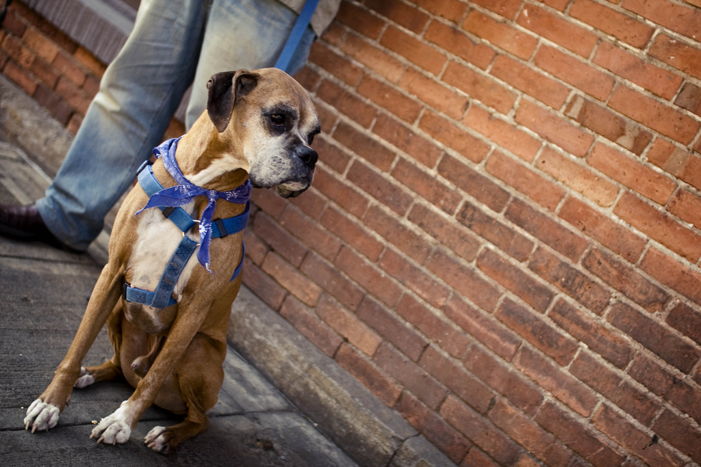 old boxer