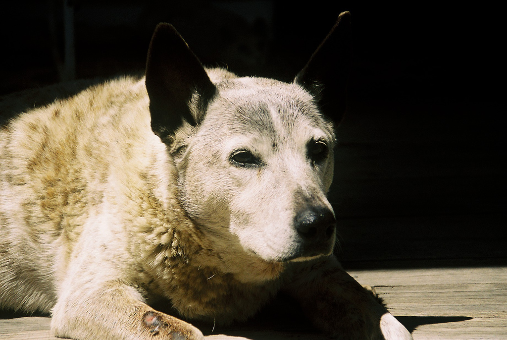old cattle dog