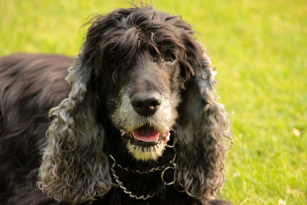 old cocker spaniel