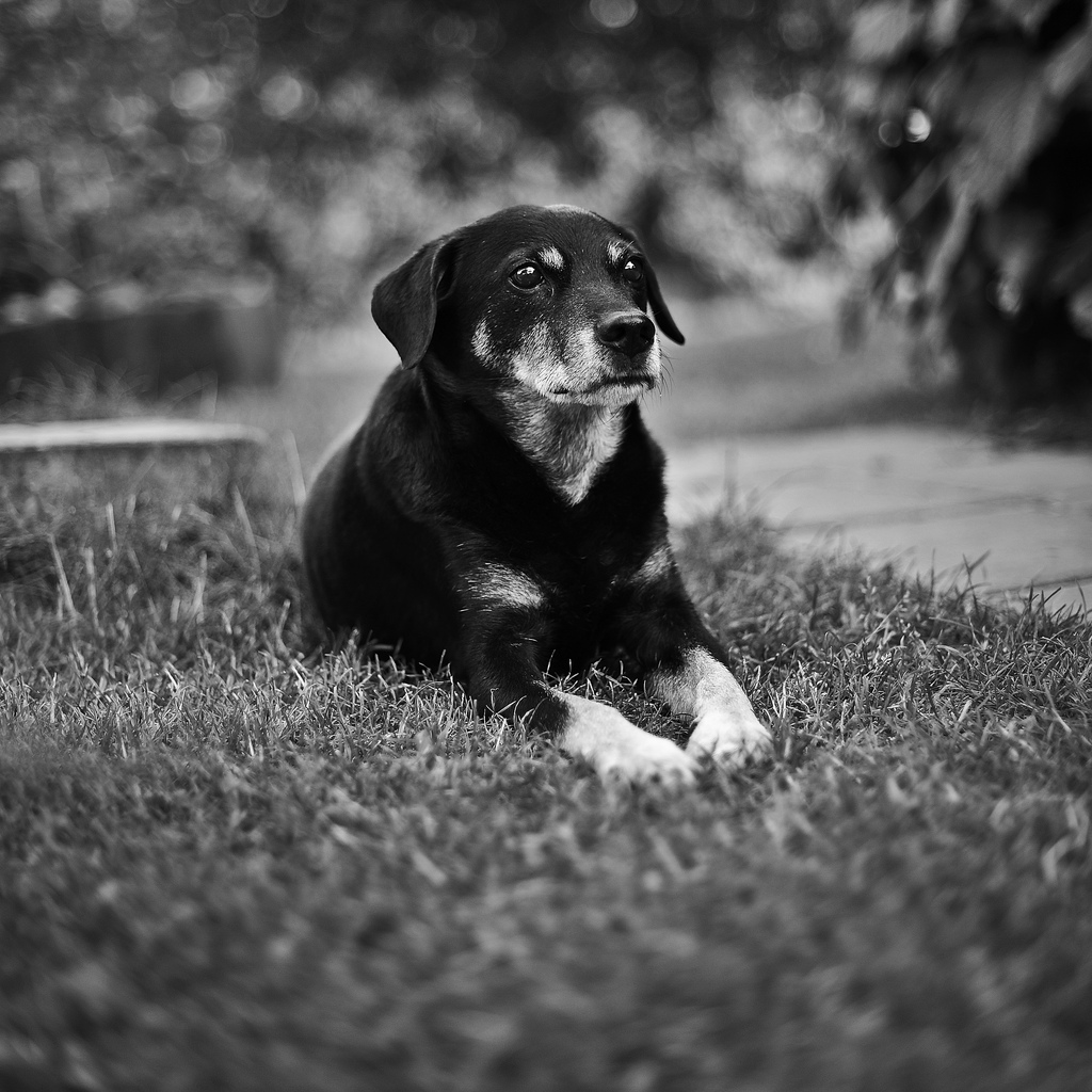older small dog