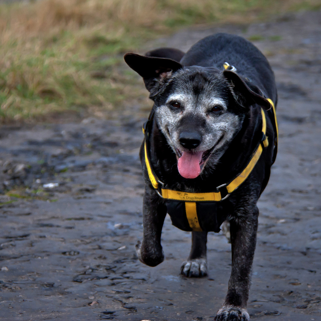 old dog