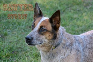 cattle dog