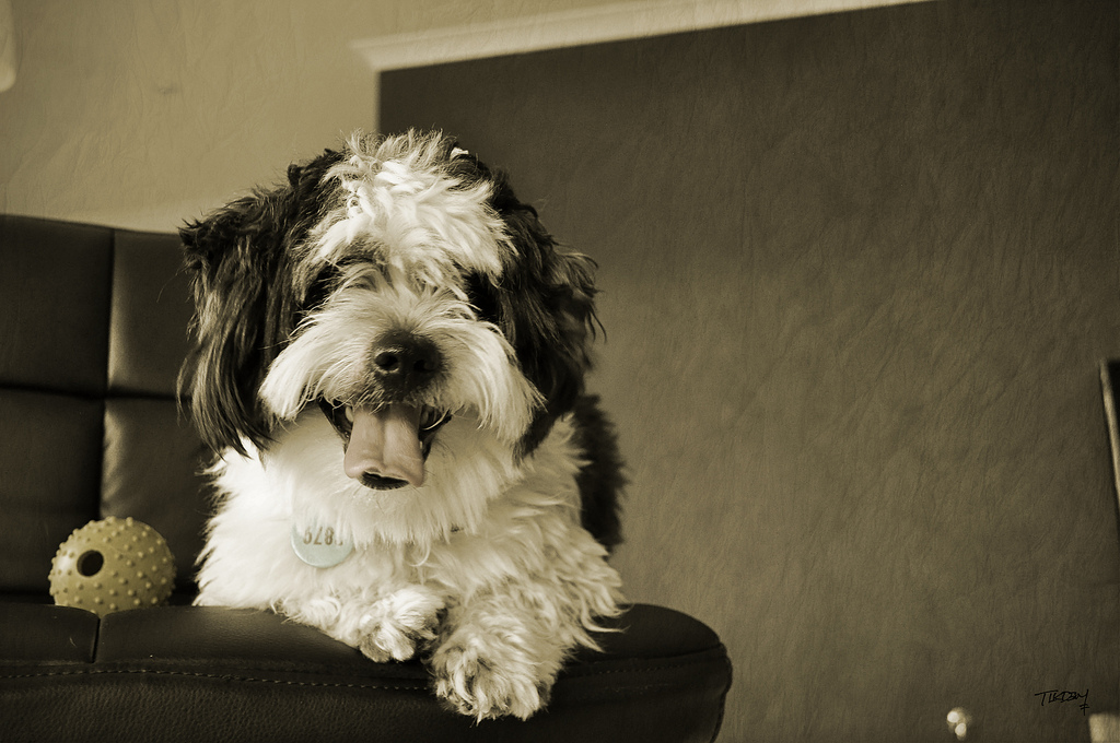 sepia dog