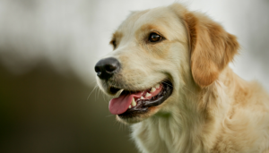 How to Brush Your Dogs Teeth