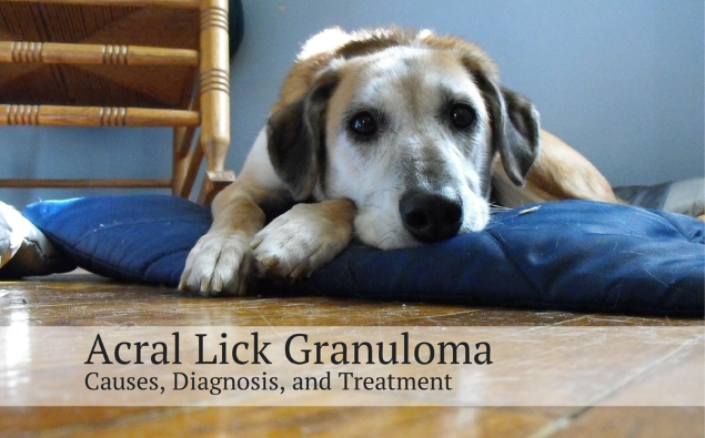 how do you stop a dog from licking a granuloma