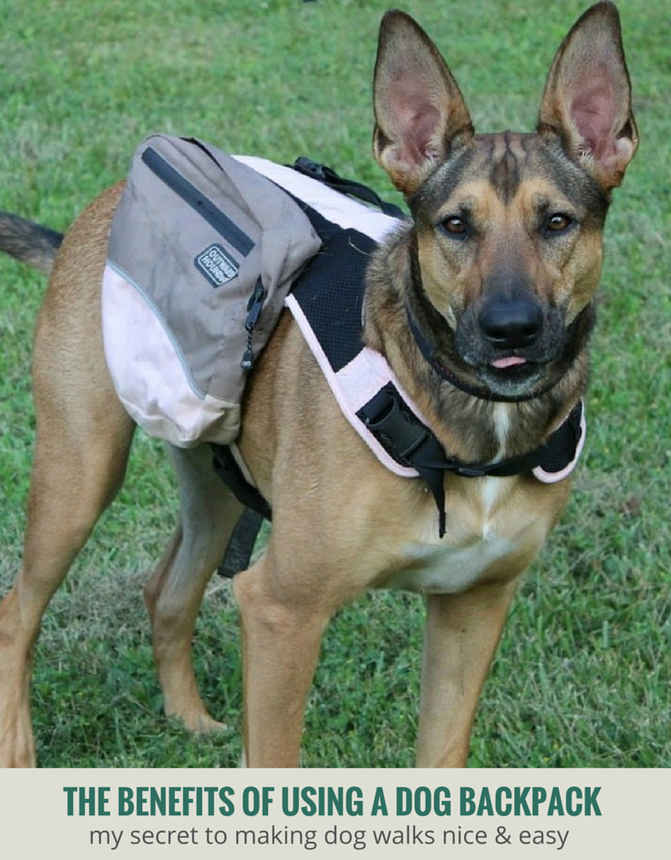 Outward bound hot sale dog