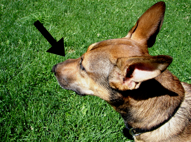 What To Do When Your Dog Gets Stung Puppy Leaks