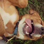 Why Do Dogs Love Belly Rubs?