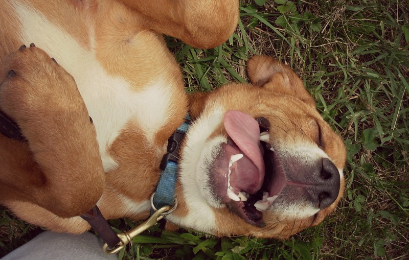 why do dogs rub their faces on bed