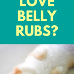 why do dogs love belly rubs