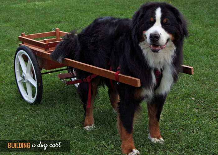 newfoundland pulling cart