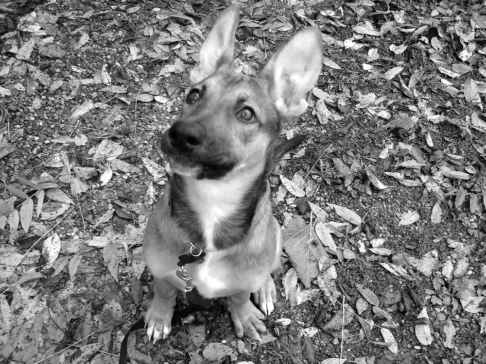 laika