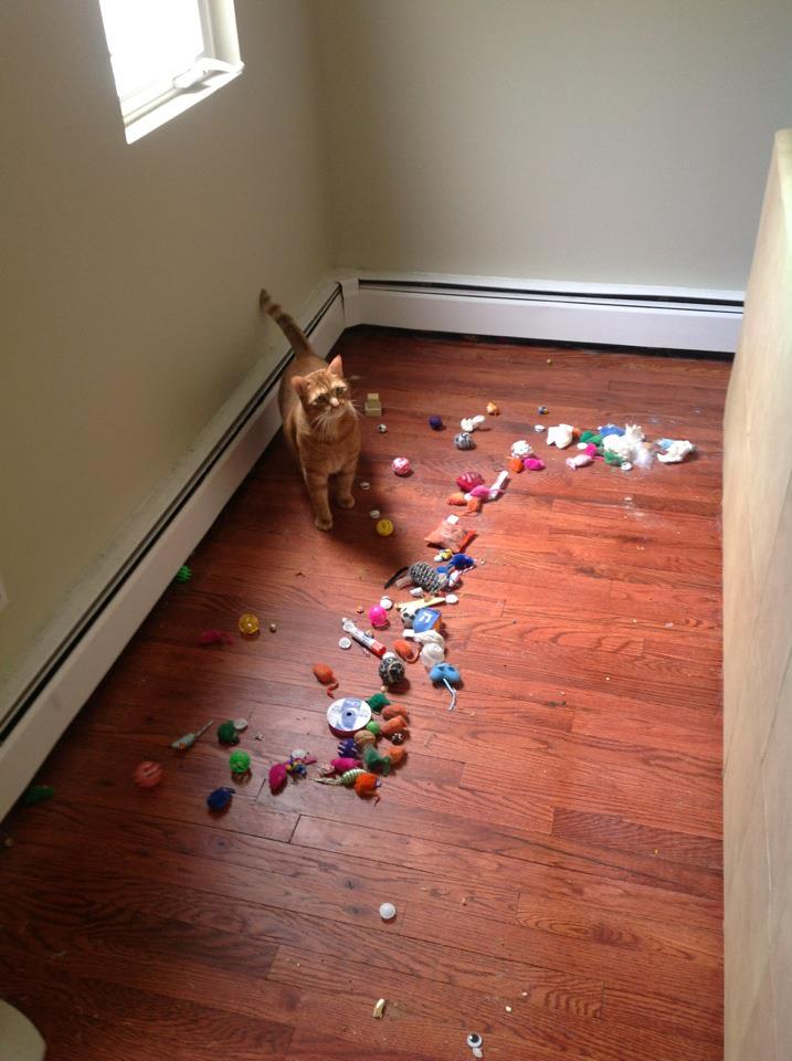 dog hiding things