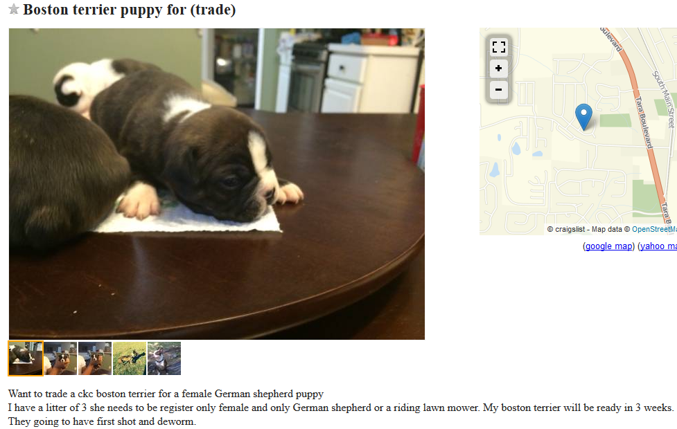 craigslist dog