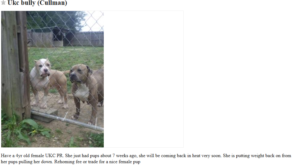 craigslist dog