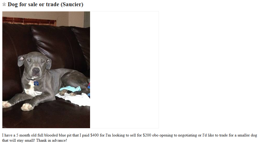 craigslist dog