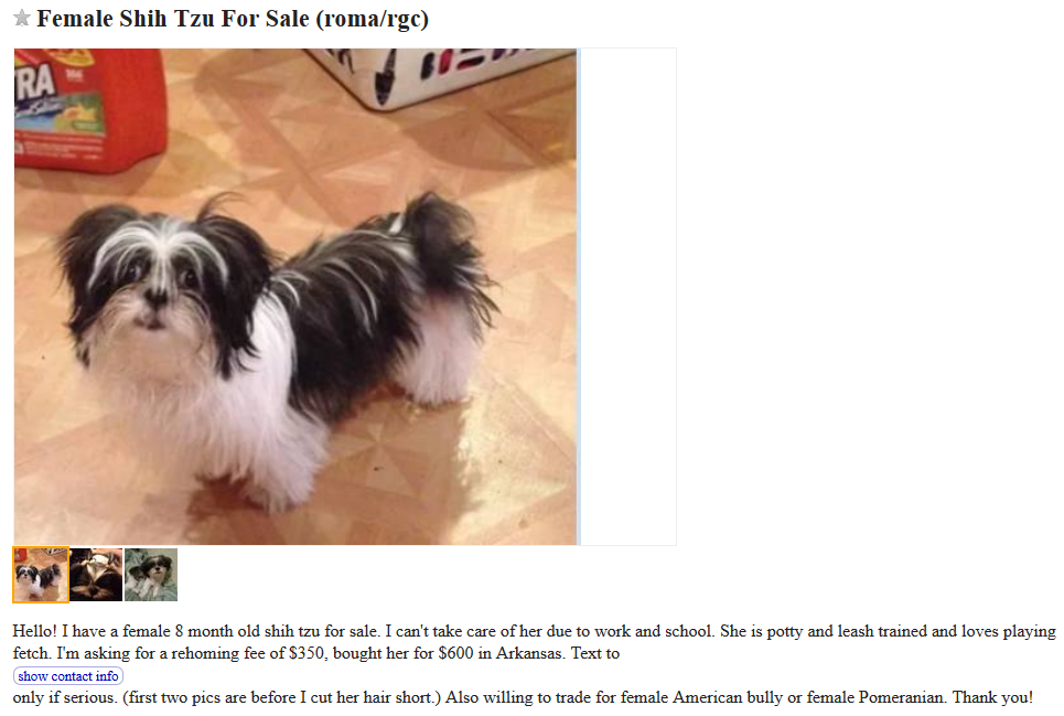 craigslist shih tzu puppy for sale