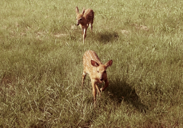 baby deer