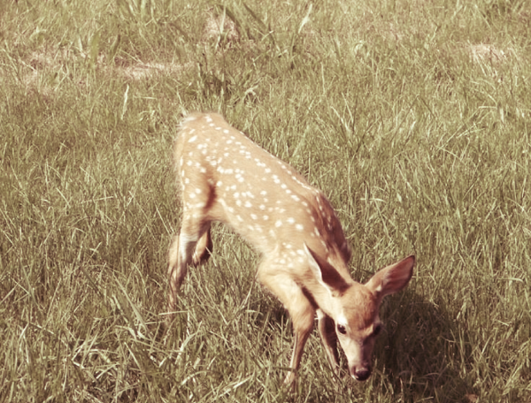 fawn