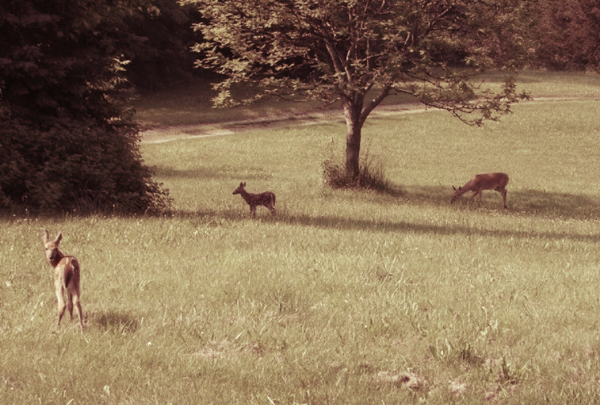 baby deer