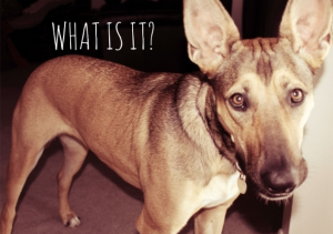 why are you barking so much