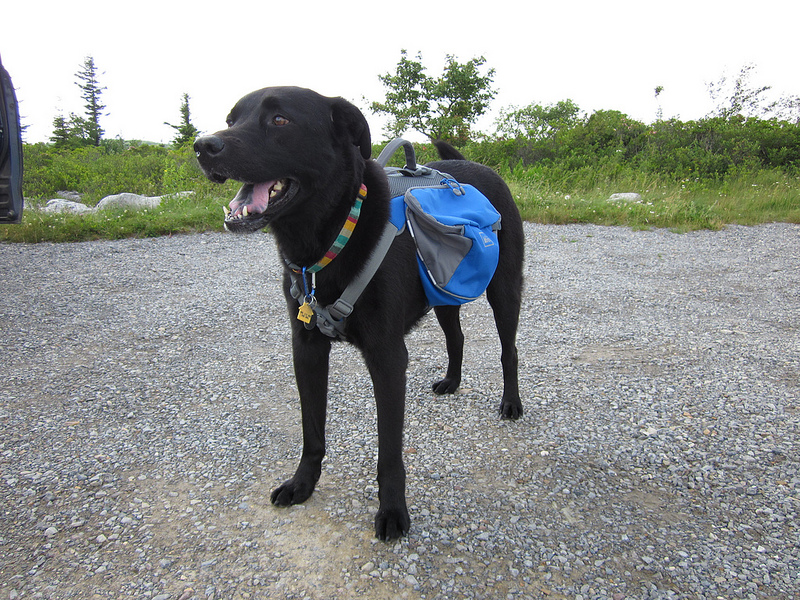 dog wearing a backpack