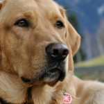 Dogs To Detect Breast Cancer In New Trial
