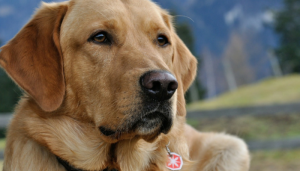 dogs to detect cancer